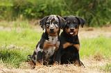 BEAUCERON - PUPPIES 271